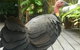 Noosa Hinterland Retreat - thumb 9