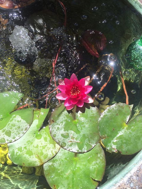 Bed & Breakfast 1 Bedroom Guest House - Yamba Accommodation 42