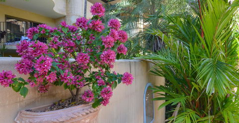 Villa San Michele (Official) - Yamba Accommodation 4