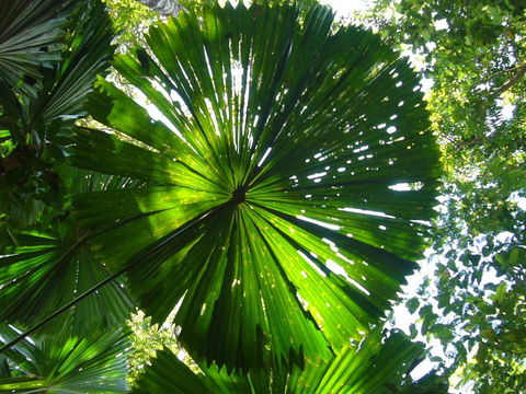 Port Douglas Retreat - Yamba Accommodation 19