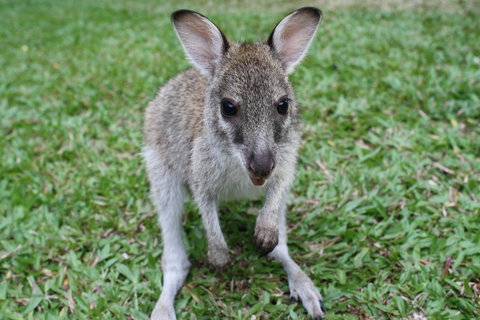 Boutique Bungalows - Yamba Accommodation 22