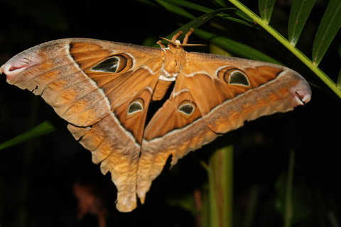 Boutique Bungalows - Yamba Accommodation 23