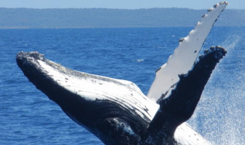 Fairways Golf & Beach Retreat Bribie Island - Yamba Accommodation 14