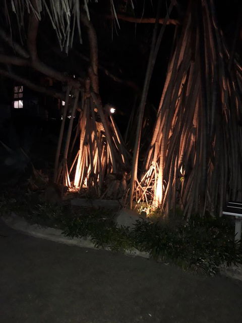 Pandanus Coolum Beach - Yamba Accommodation 10