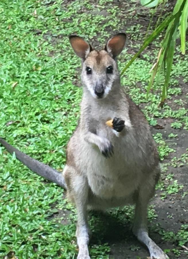 Trinity Park QLD Yamba Accommodation