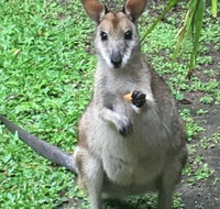 Bluewater Bed  Breakfast Cairns - Yamba Accommodation