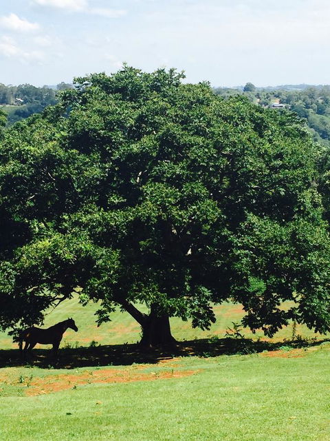 Montville Holiday Apartments - Yamba Accommodation 20