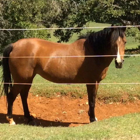 Montville Holiday Apartments - Yamba Accommodation 7