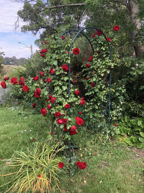 Zen Garde - Yamba Accommodation 2