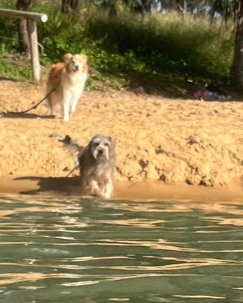 Anchors Away At Innes Park Opp Park & Beach Dogs Welcome Inside - Yamba Accommodation 0