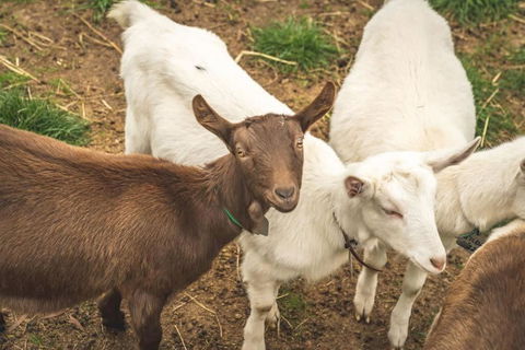 Altitude - A Tiny House Experience In A Goat Farm By Tiny Away - Yamba Accommodation 2