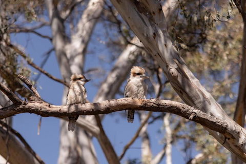 Avoca Cottages VICTORIA - Yamba Accommodation 2