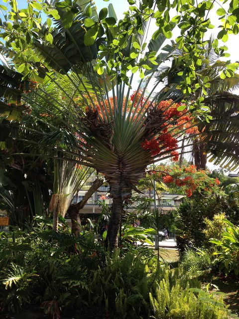 Port Douglas Apartments - Adults Only Oasis - Yamba Accommodation 39