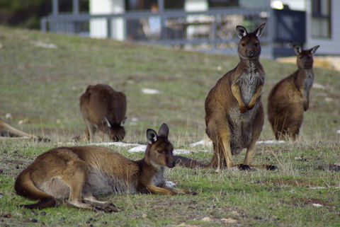 Waves & Wildlife Cottages Kangaroo Island - Yamba Accommodation 2