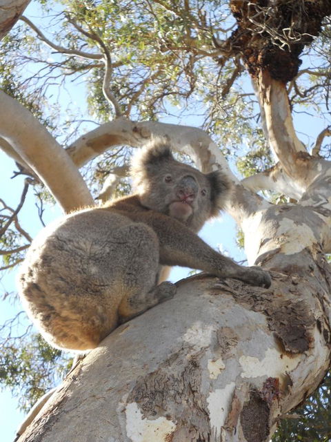 Waves & Wildlife Cottages Kangaroo Island - Yamba Accommodation 23