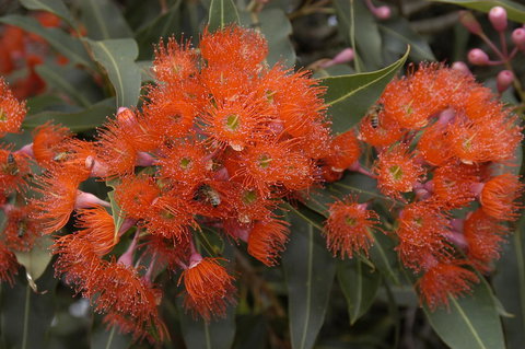 Ficifolia Lodge - Yamba Accommodation 26