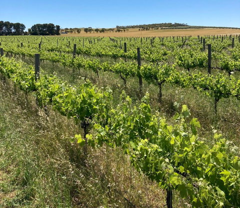 Belalie Wines - Yamba Accommodation 2