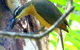 Daintree Holiday Homes - The Folly - thumb 1