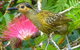 Daintree Holiday Homes - The Folly - thumb 4