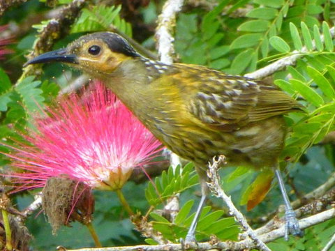 Daintree Holiday Homes - The Folly - Yamba Accommodation 4