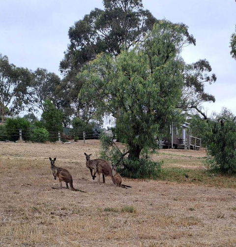 Gums N Roses By Tiny Away - Yamba Accommodation 4