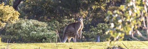 Alkina Lodge - Great Ocean Road - Yamba Accommodation 3