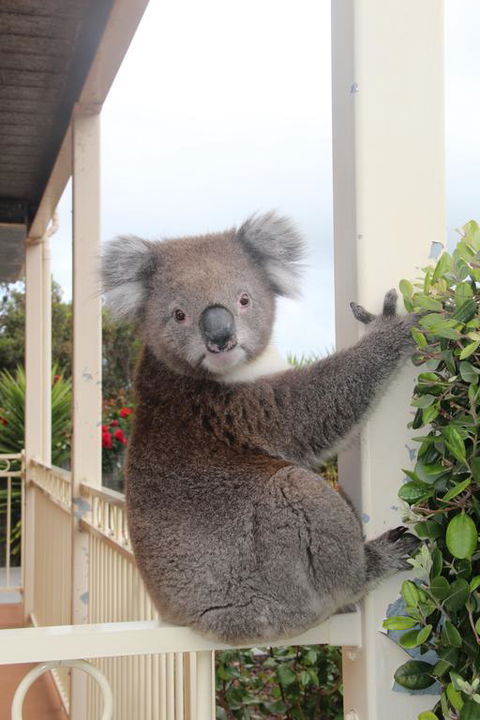 Angela's Beach Stays - Yamba Accommodation 3