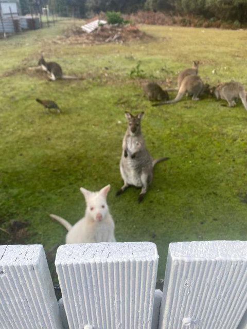 NOFOMO AT ADVENTURE BAY - Yamba Accommodation 2