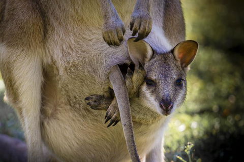 Bamurru Plains - Yamba Accommodation 3