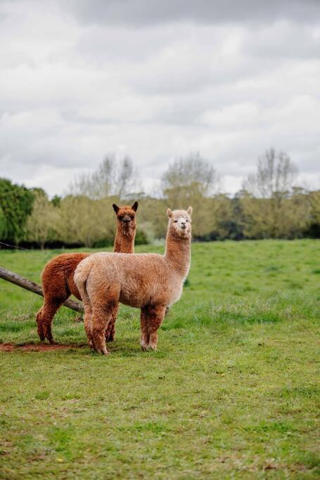 Romantic Luxury Tiny Home In An Idyllic Setting - Yamba Accommodation 3