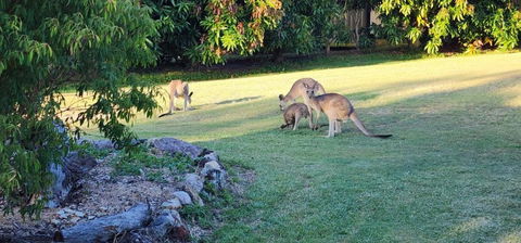 Roo Or 2 On Streeter - Yamba Accommodation 3