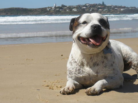 Safety Beach Ocean Bungalows - Yamba Accommodation 1