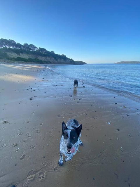 Salty Paws Dog Friendly Luxe Cottage - Yamba Accommodation 3