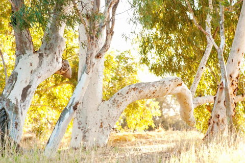 Wooramel River Retreat - Yamba Accommodation 3