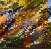 Full Day Tamar Valley Wine Tour - Yamba Accommodation