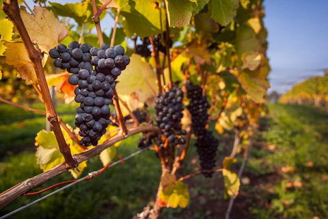 Full Day Tamar Valley Wine Tour - Yamba Accommodation 0