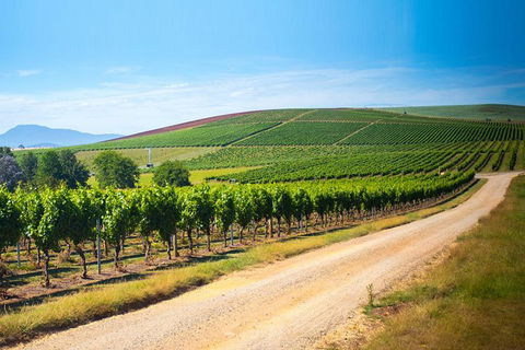 Full Day Tamar Valley Wine Tour - Yamba Accommodation 1