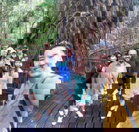 Cairns 4WD Waterfall and Rainforest Tour Including Kuranda Scenic Railway - Yamba Accommodation