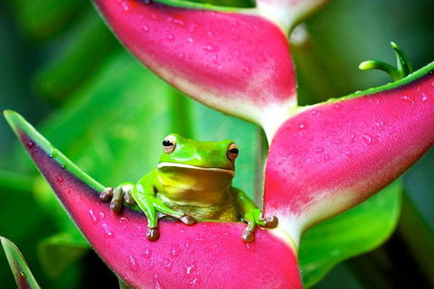 3-Day Best Of Cairns Combo: The Daintree Rainforest, Great Barrier Reef, And Kuranda - Yamba Accommodation 0
