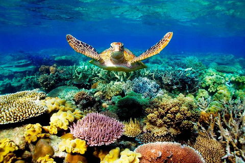 3-Day Best Of Cairns Combo: The Daintree Rainforest, Great Barrier Reef, And Kuranda - Yamba Accommodation 1