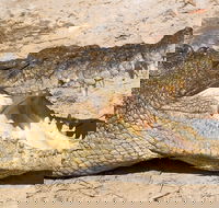 4-Day Cairns Ultimate Combo Daintree Rainforest Reef Kuranda  Paronella Park - Yamba Accommodation