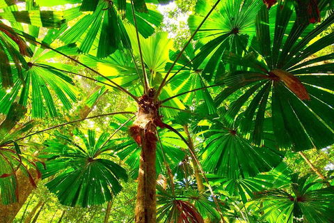 Private Daintree National Park Day Tour From Cairns Including Cape Tribulation And Mossman Gorge - Yamba Accommodation 3