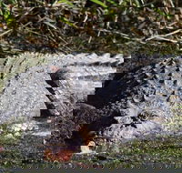 Full Day Tour in the Daintree - Yamba Accommodation