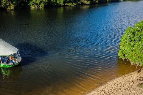Afternoon Half-Day Daintree Rainforest And River Tour - Yamba Accommodation 3