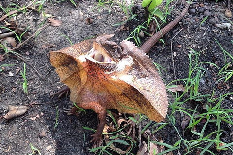 Litchfield National Park And Jumping Crocodile Cruise - Yamba Accommodation 1