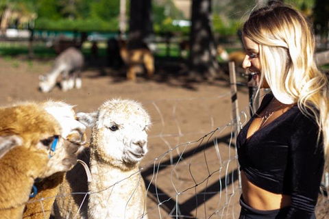 O'Reilly's & Lamington National Park Incl. Alpaca Farm + Vineyard - Yamba Accommodation 3