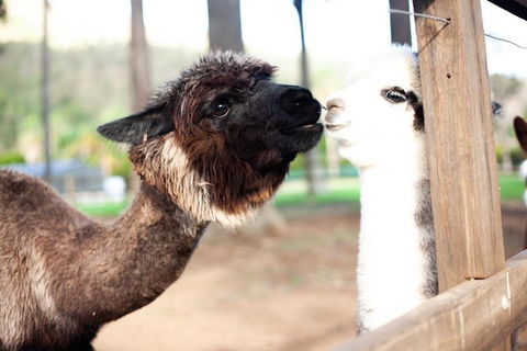 O'Reilly's & Lamington National Park Incl. Alpaca Farm + Vineyard - Yamba Accommodation 4