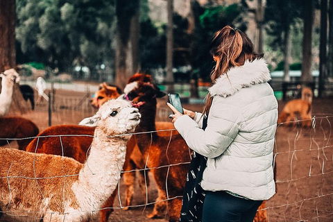 O'Reilly's & Lamington National Park Incl. Alpaca Farm + Vineyard - Yamba Accommodation 5