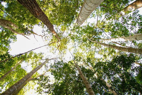 Fraser Island 4WD Tour From Noosa - Yamba Accommodation 0