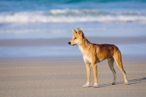 Fraser Island 4WD Tour From Rainbow Beach - Yamba Accommodation 2